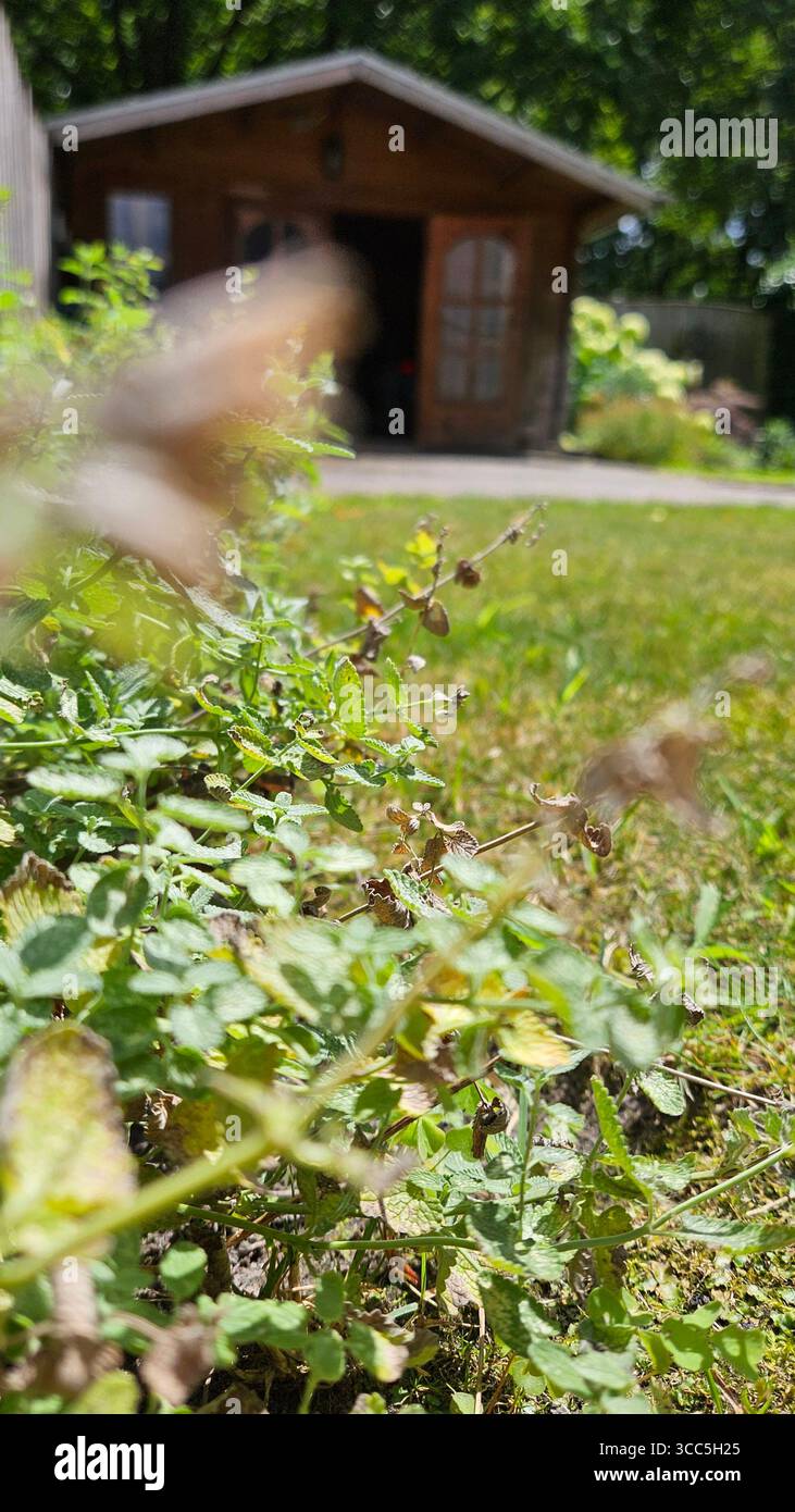 Close-up of delicate green plants with dried flowers in a tranquil garden, featuring a rustic wooden shed and lush summer foliage in the background. - Smartphone Captured Stock Image