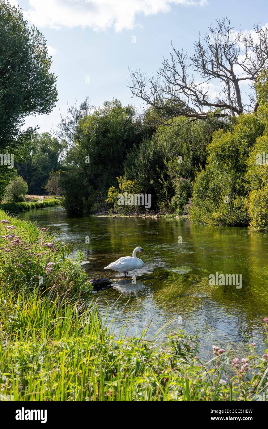 Tufton Hampshire England UK. 09.08.2025. The River Test famous chalk stream known for trout fishing  a mute swan standing in the flowing  water at Tuf Stock Photo