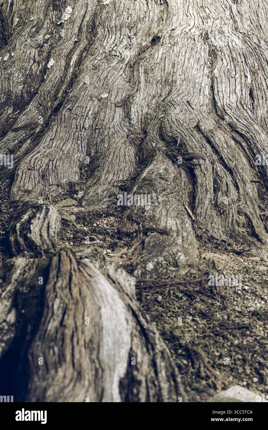 Detailed view of old tree roots merging into base of thick trunk ...