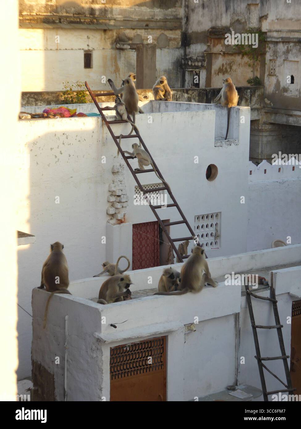 Gray langur Semnopithecus entellus monkeys on rooftops in Udaipur ...