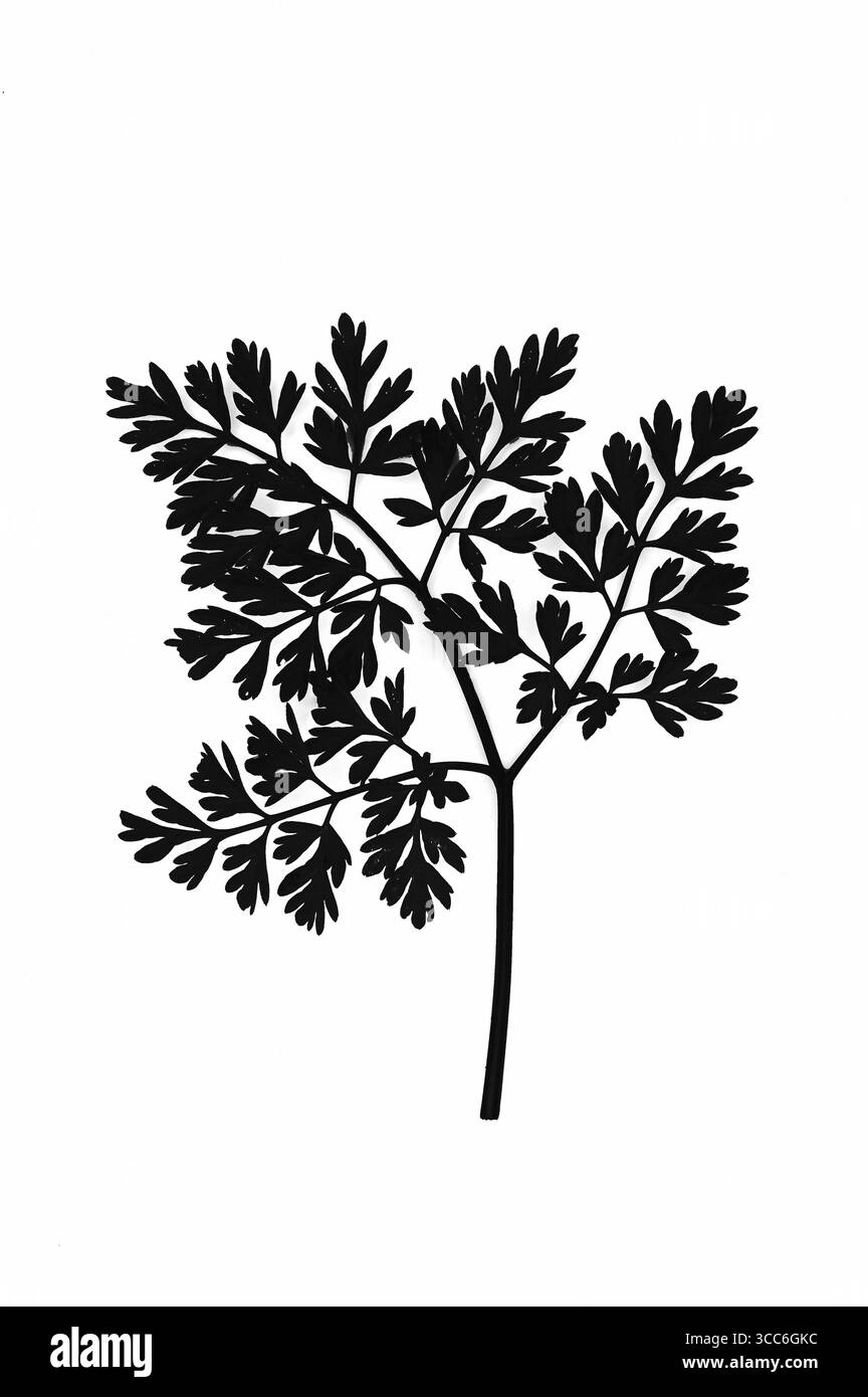 Fine white outline Cut Out Stock Images Pictures Alamy