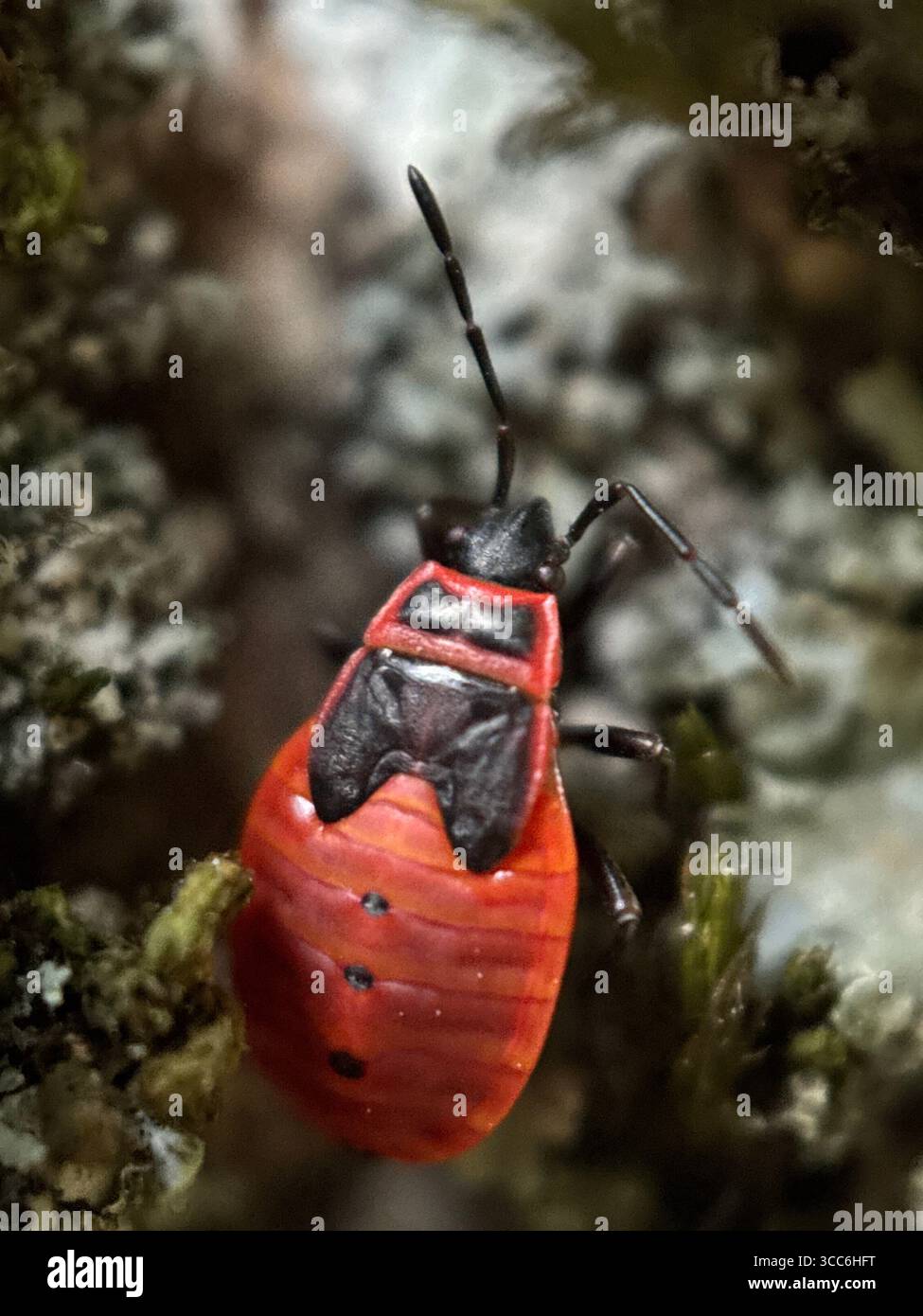 A close up of a red firebug. Wildlife macro photography - Smartphone Captured Stock Image