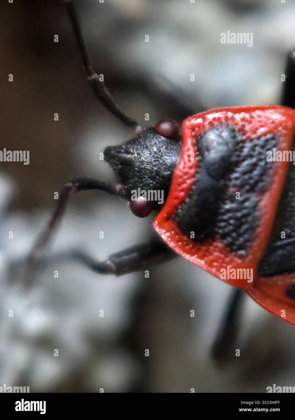A close up of a red firebug. Wildlife macro photography - Smartphone Captured Stock Image