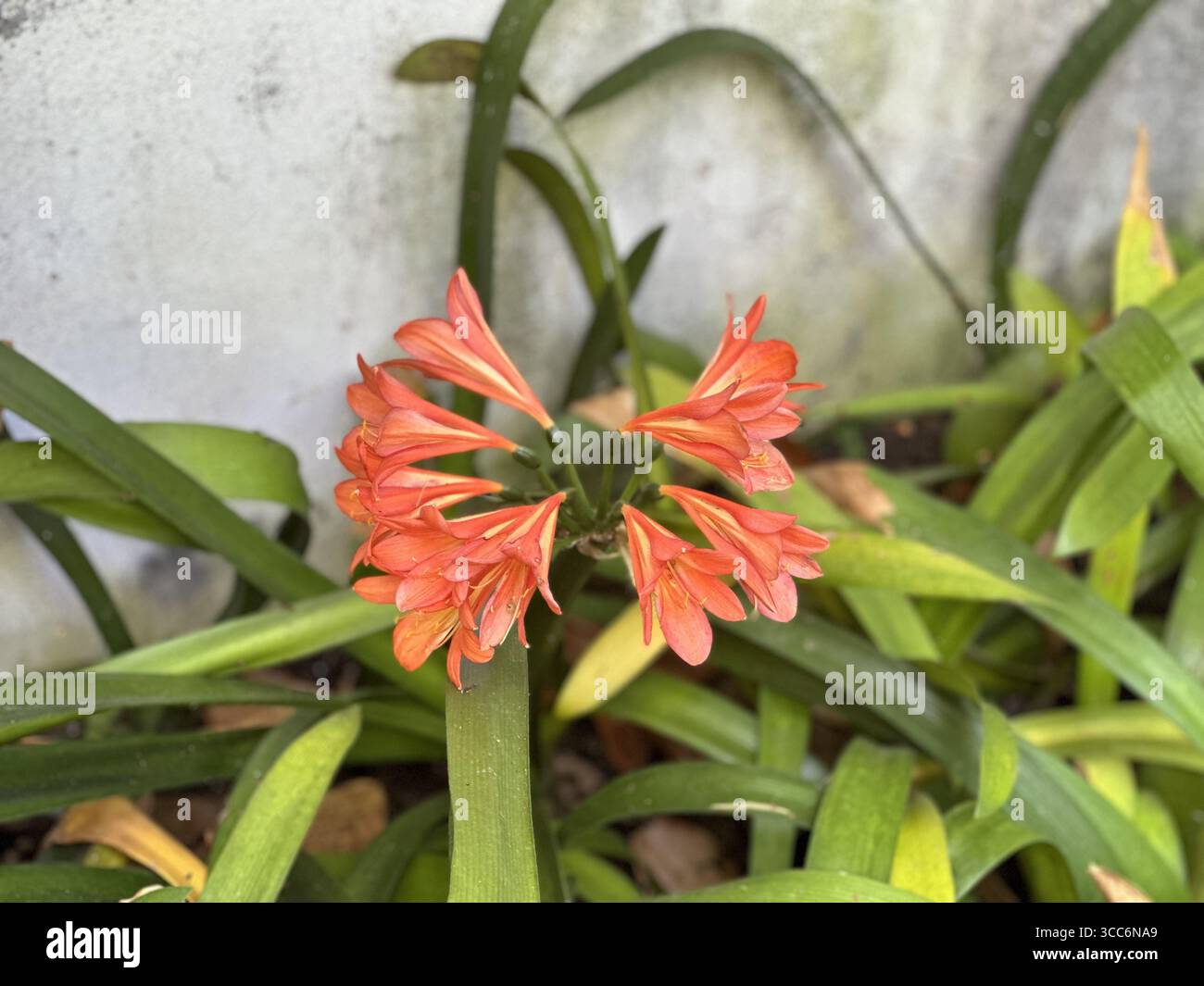 Clivia flower in Funchal garden - Smartphone Captured Stock Image