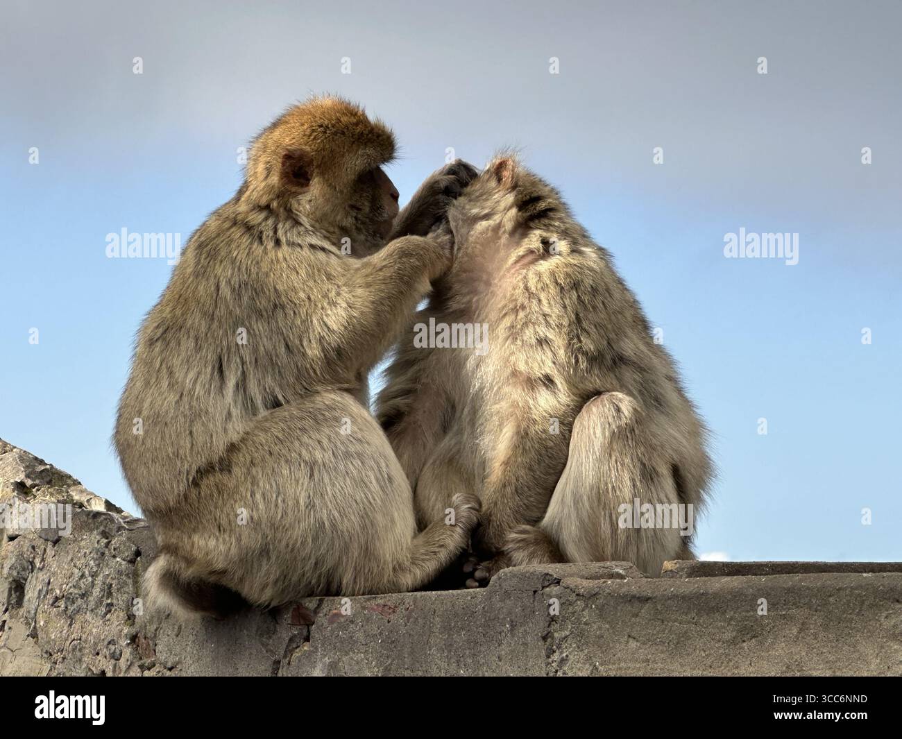 Twp Barbary Macaque apes of Gibraltar grooming each other - Smartphone Captured Stock Image