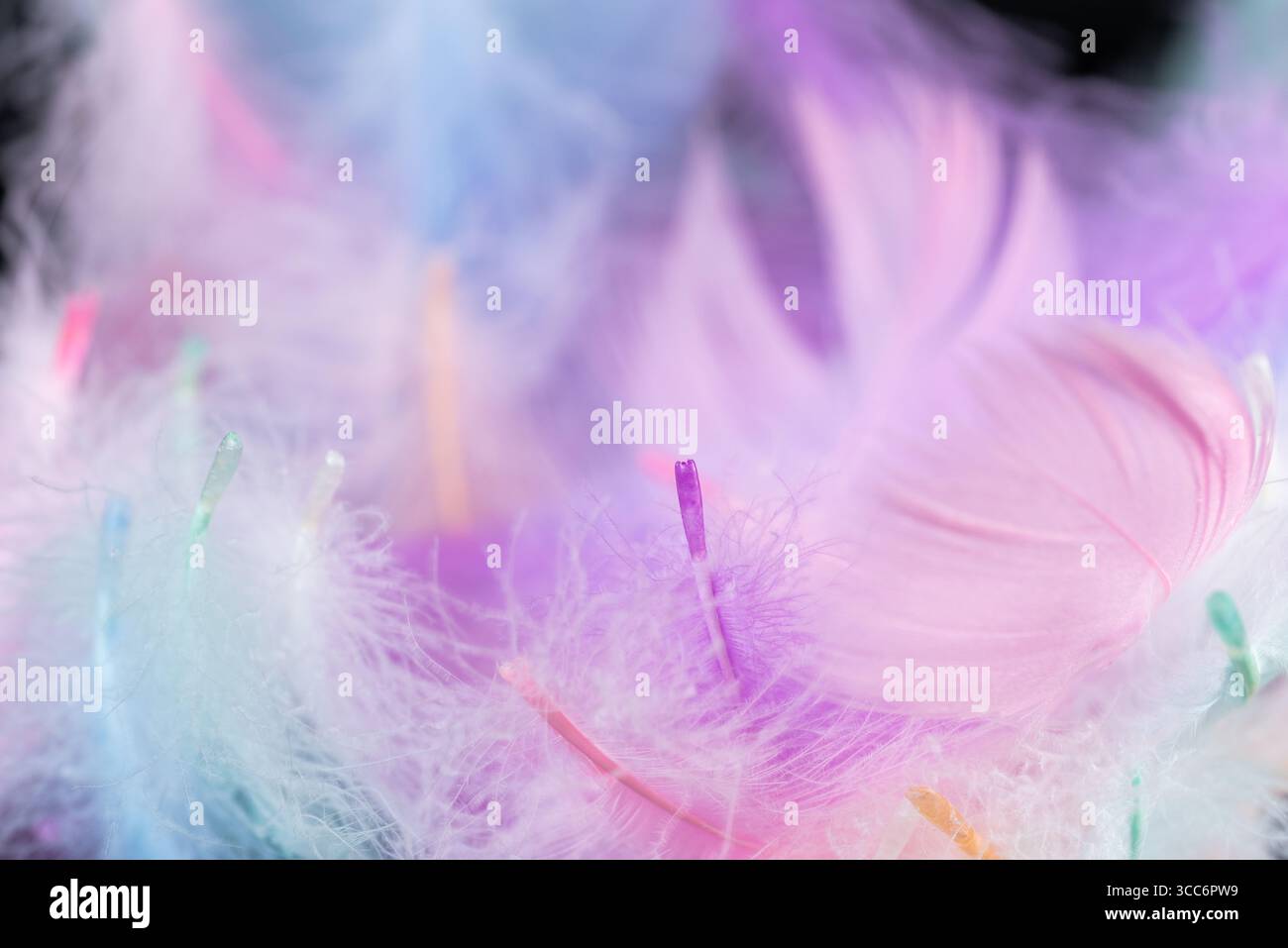 colorful swan feathers on black background Stock Photo