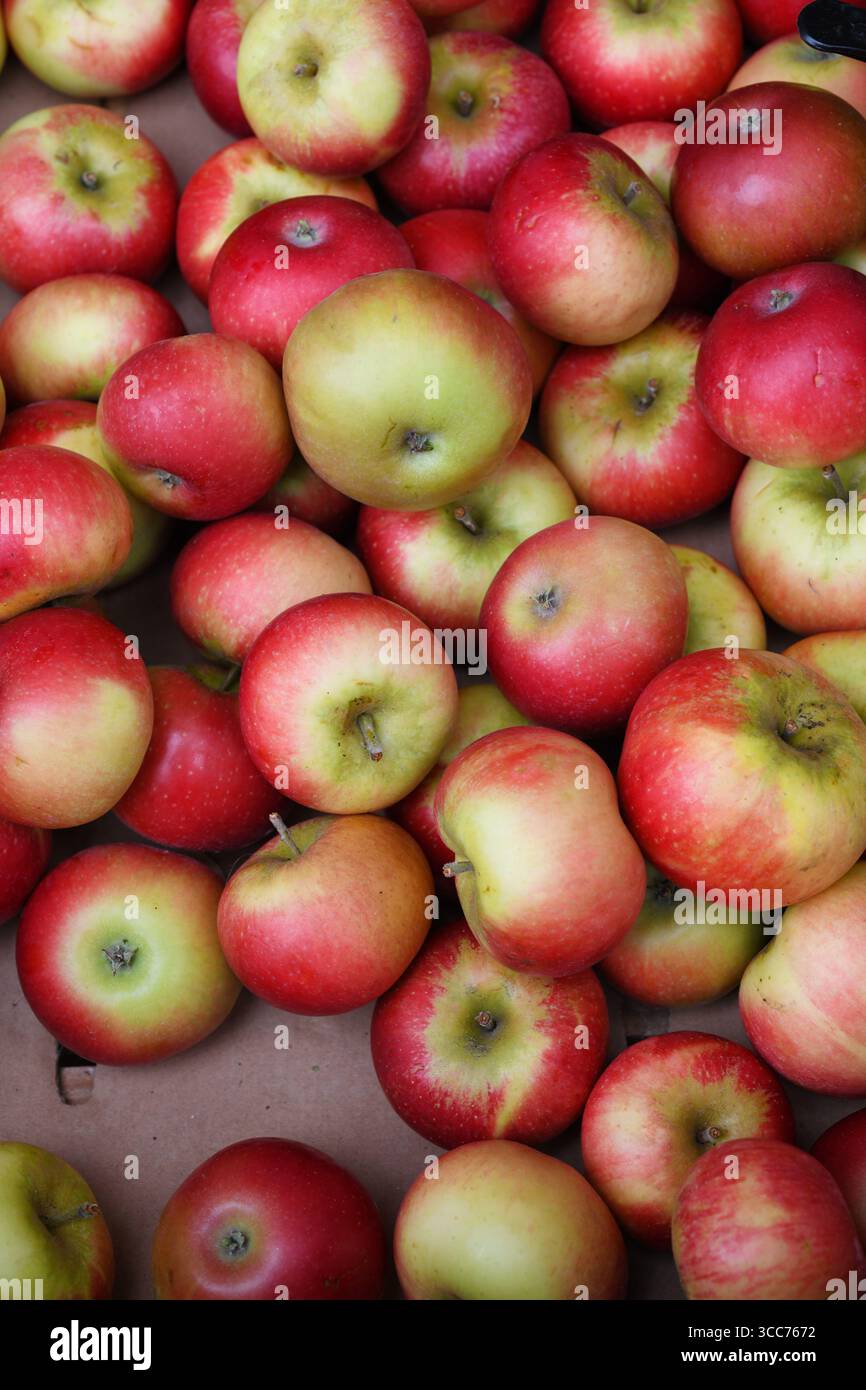 Apple harvest Stock Photo