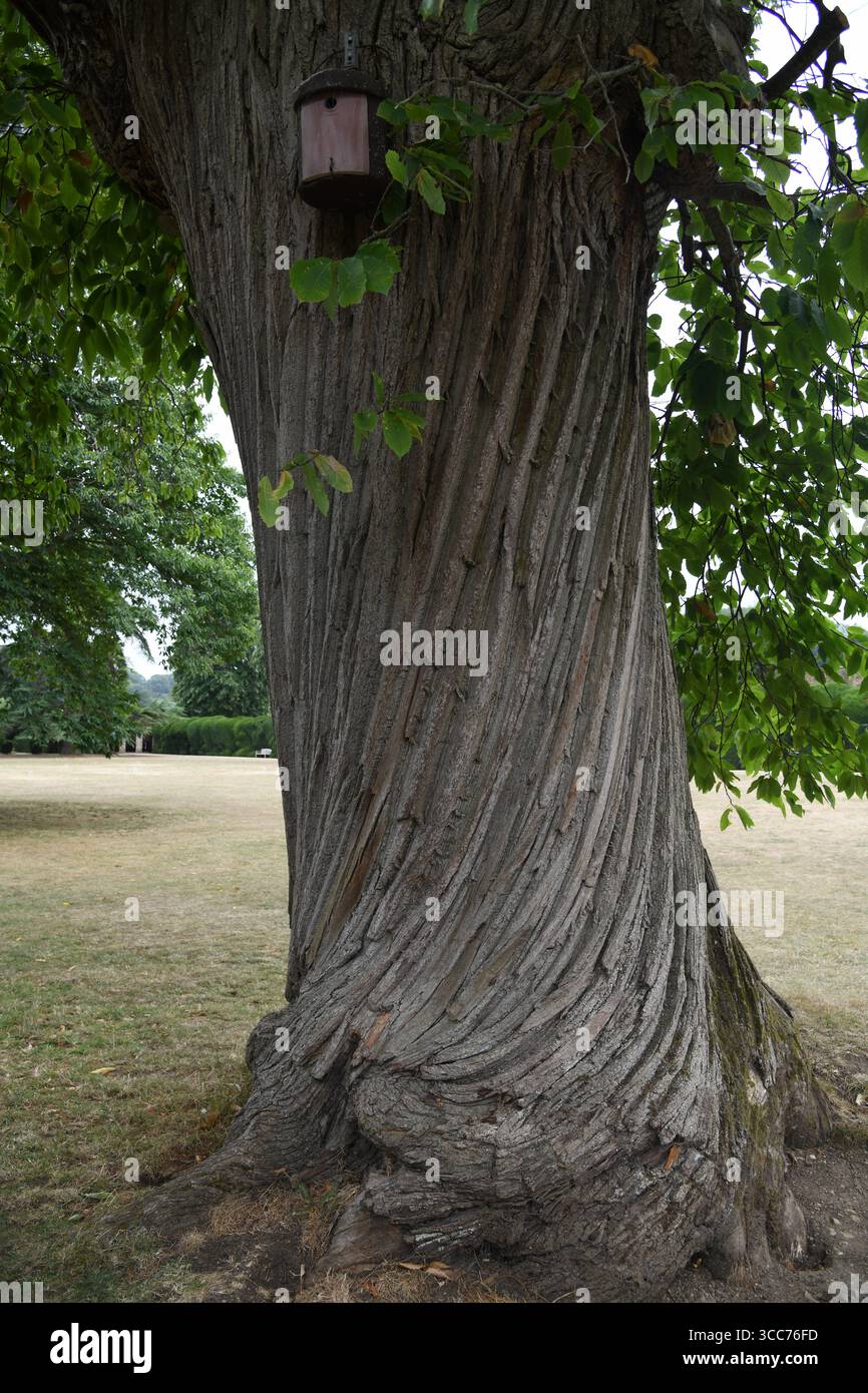 Twisted tree bark Stock Photo