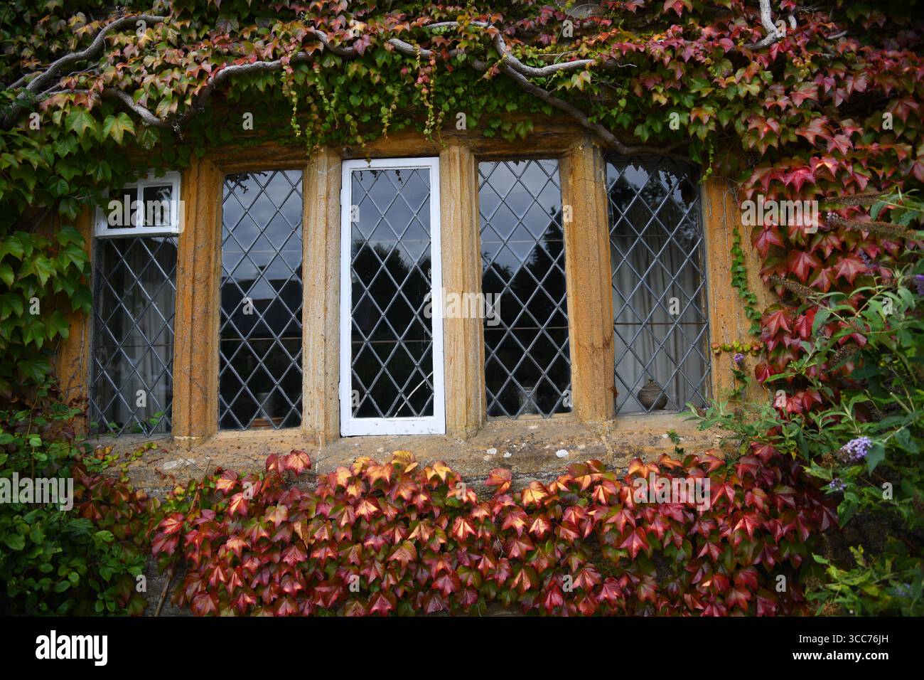 Virginia creeper around window Stock Photo