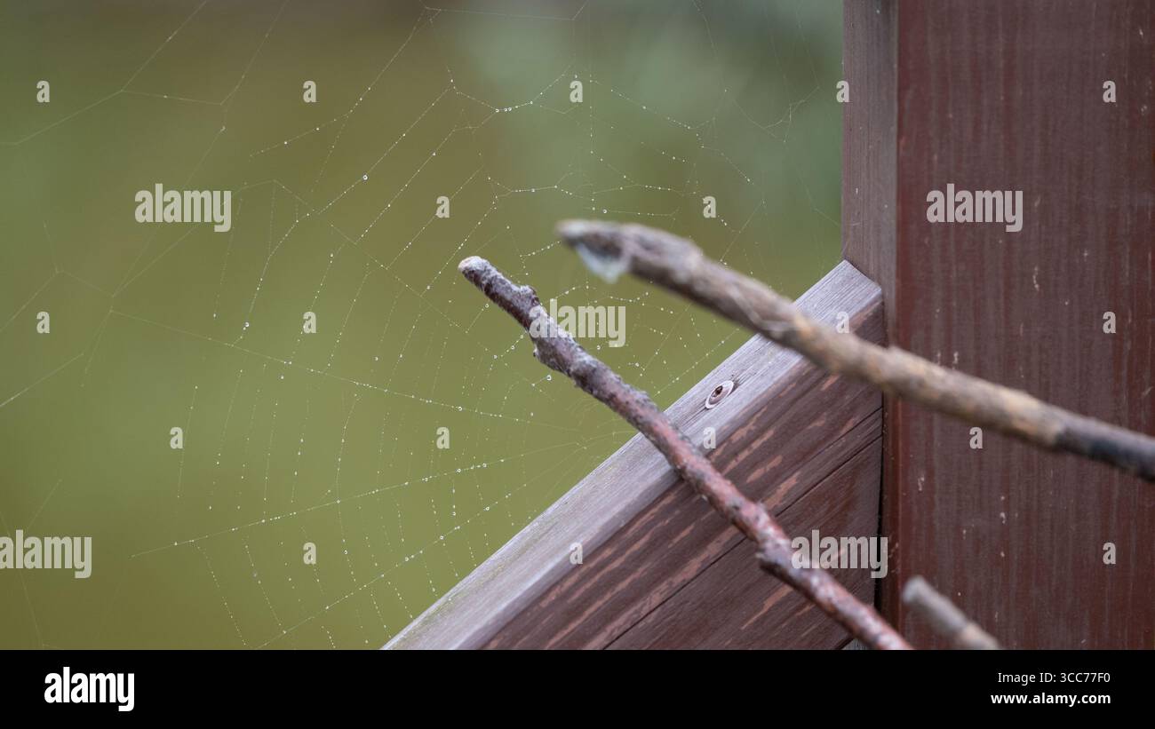 Perfect Insect Home Hi res Stock Photography And Images Alamy perfect-insect-home-hi-res-stock-photography-and-images-alamy