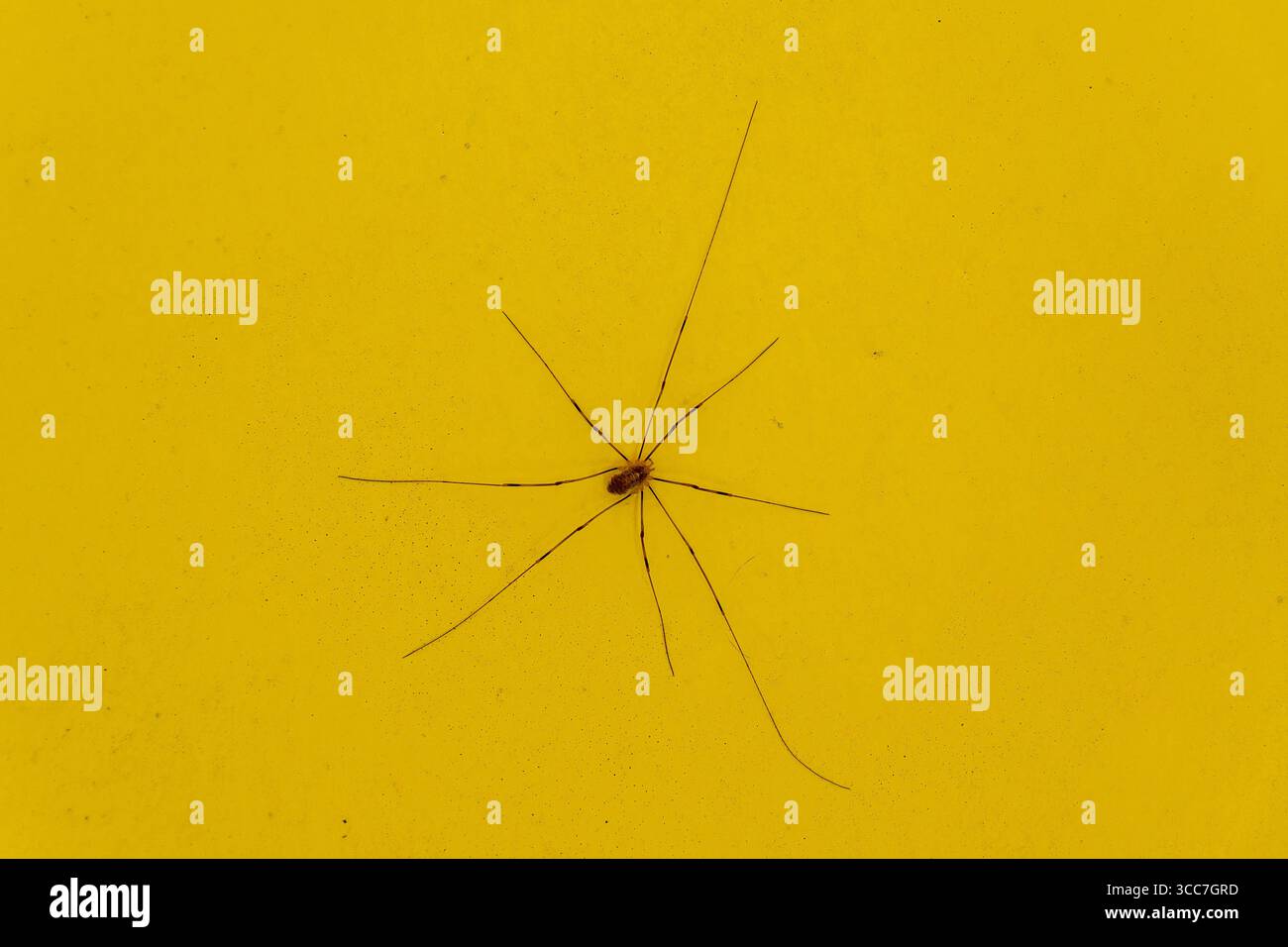Italy - August 5, 2025: A harvestman with extremely long legs spreads out in a star shape on a smooth surface. The macro shot shows details of the arachnid suitable for topics such as nature, household, and pest control. *** Ein Weberknecht mit extrem langen Beinen breitet sich sternförmig auf einer glatten Fläche aus. Die Makroaufnahme zeigt Details des Spinnentiers geeignet für Themen wie Natur, Haushalt und Schädlingskontrolle. Stock Photo