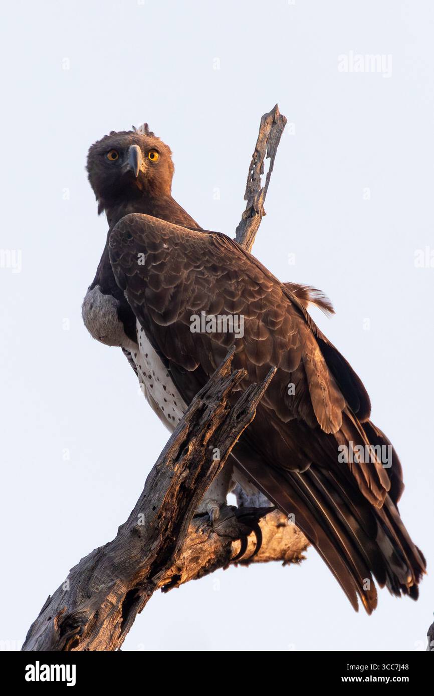 Largest eagle species hi-res stock photography and images - Alamy