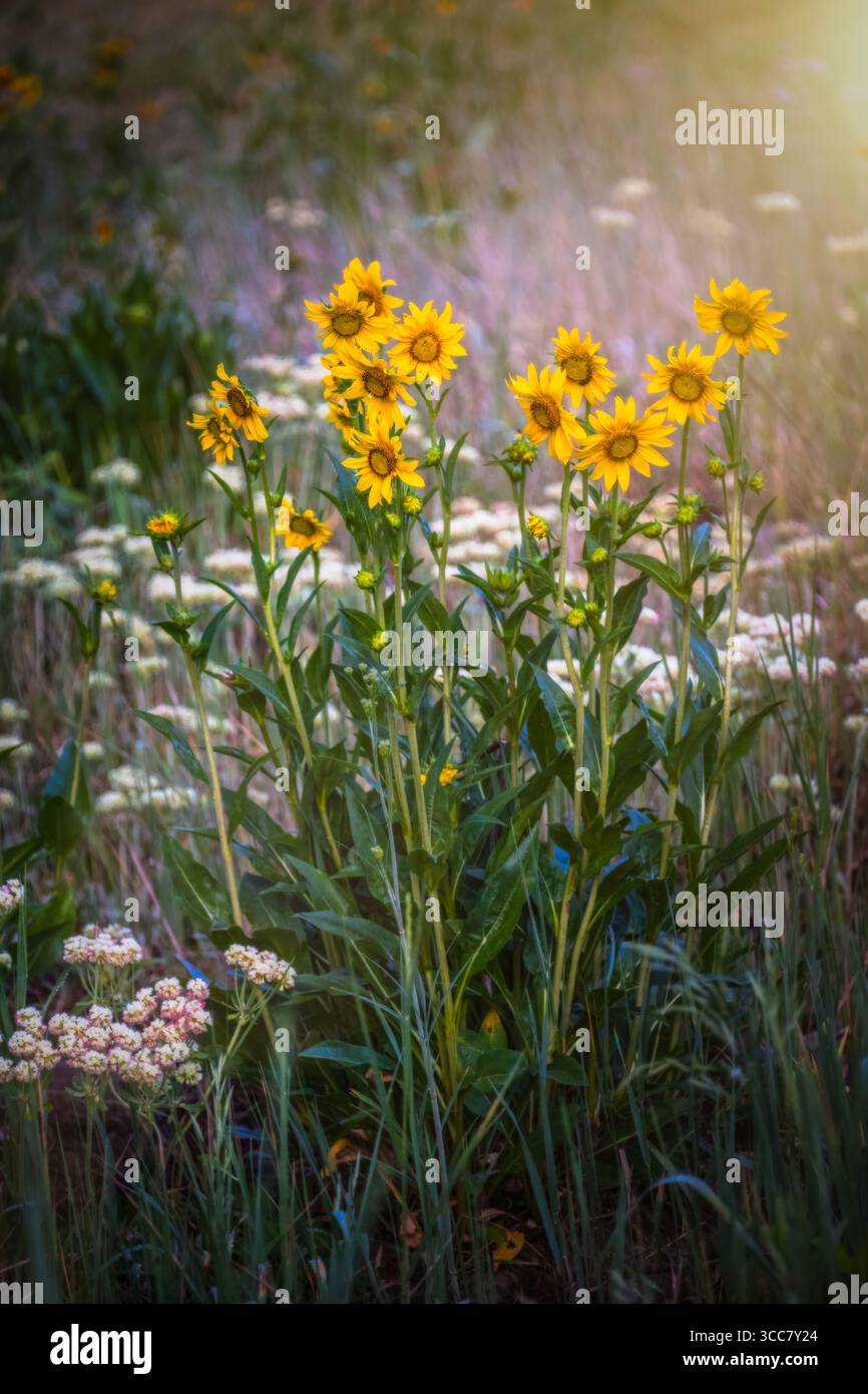Floral sunlit cluster shot hi-res stock photography and images - Alamy