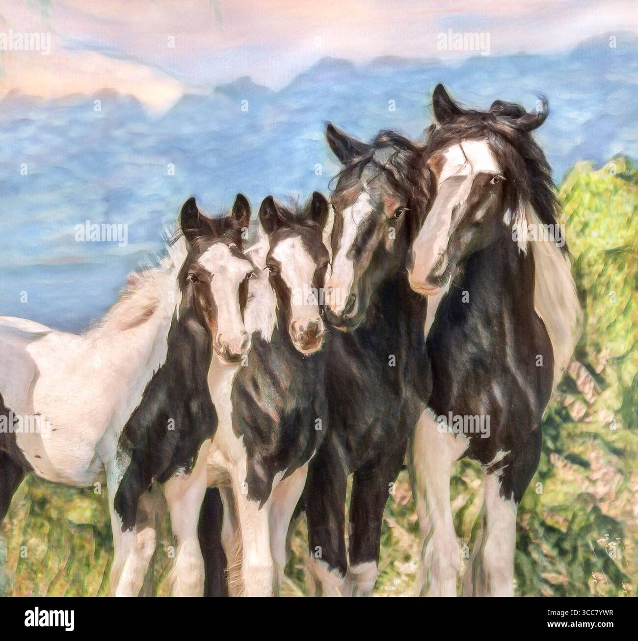 Herd of adult female Gypsy Vanner Horse mares and foals huddle together ...