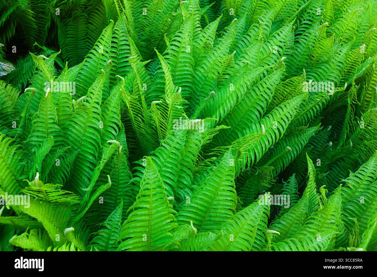 Dense green ferns tropical hi-res stock photography and images - Alamy