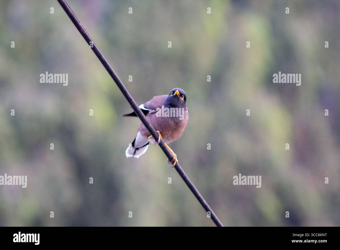A common myna bird perches on an electric wire with a blurred green background. Its bright yellow beak and eye patch stand out against its brown body. Stock Photo