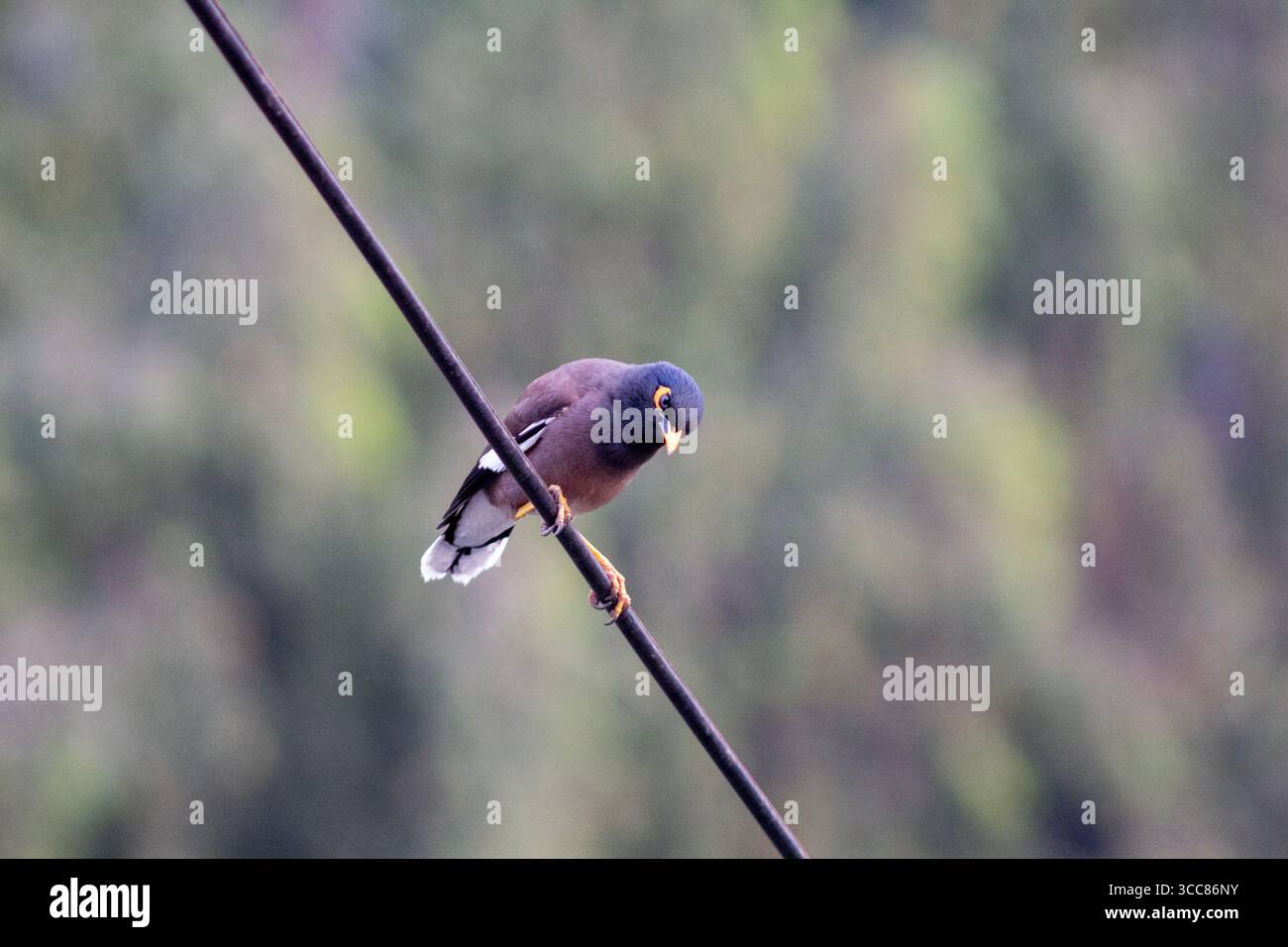 A common myna bird perches on an electric wire with a blurred green background. Its bright yellow beak and eye patch stand out against its brown body. Stock Photo