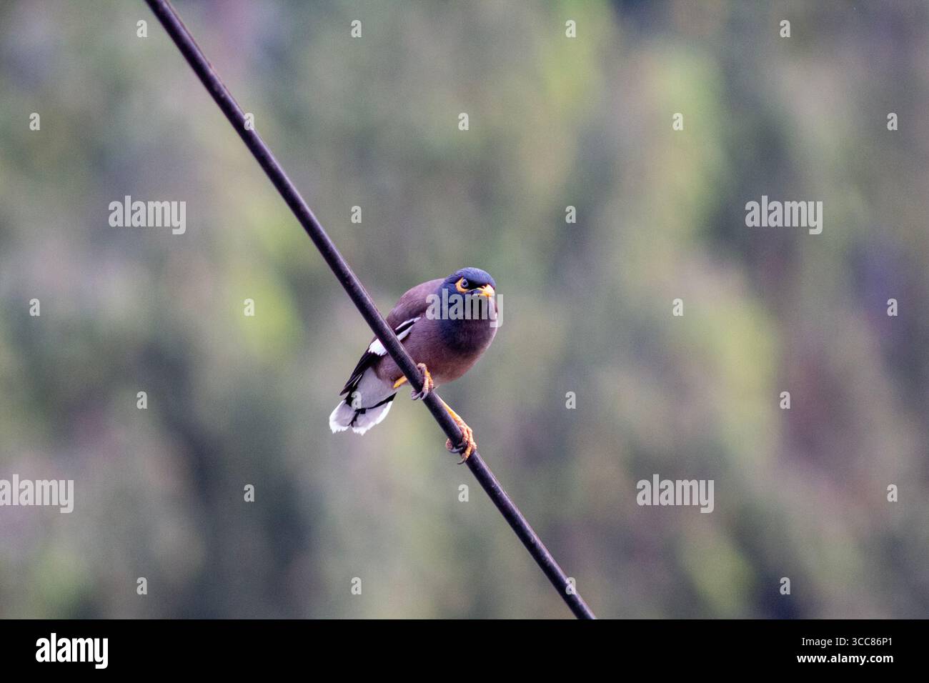 A common myna bird perches on an electric wire with a blurred green background. Its bright yellow beak and eye patch stand out against its brown body. Stock Photo