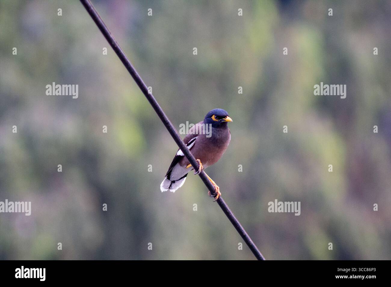 A common myna bird perches on an electric wire with a blurred green background. Its bright yellow beak and eye patch stand out against its brown body. Stock Photo