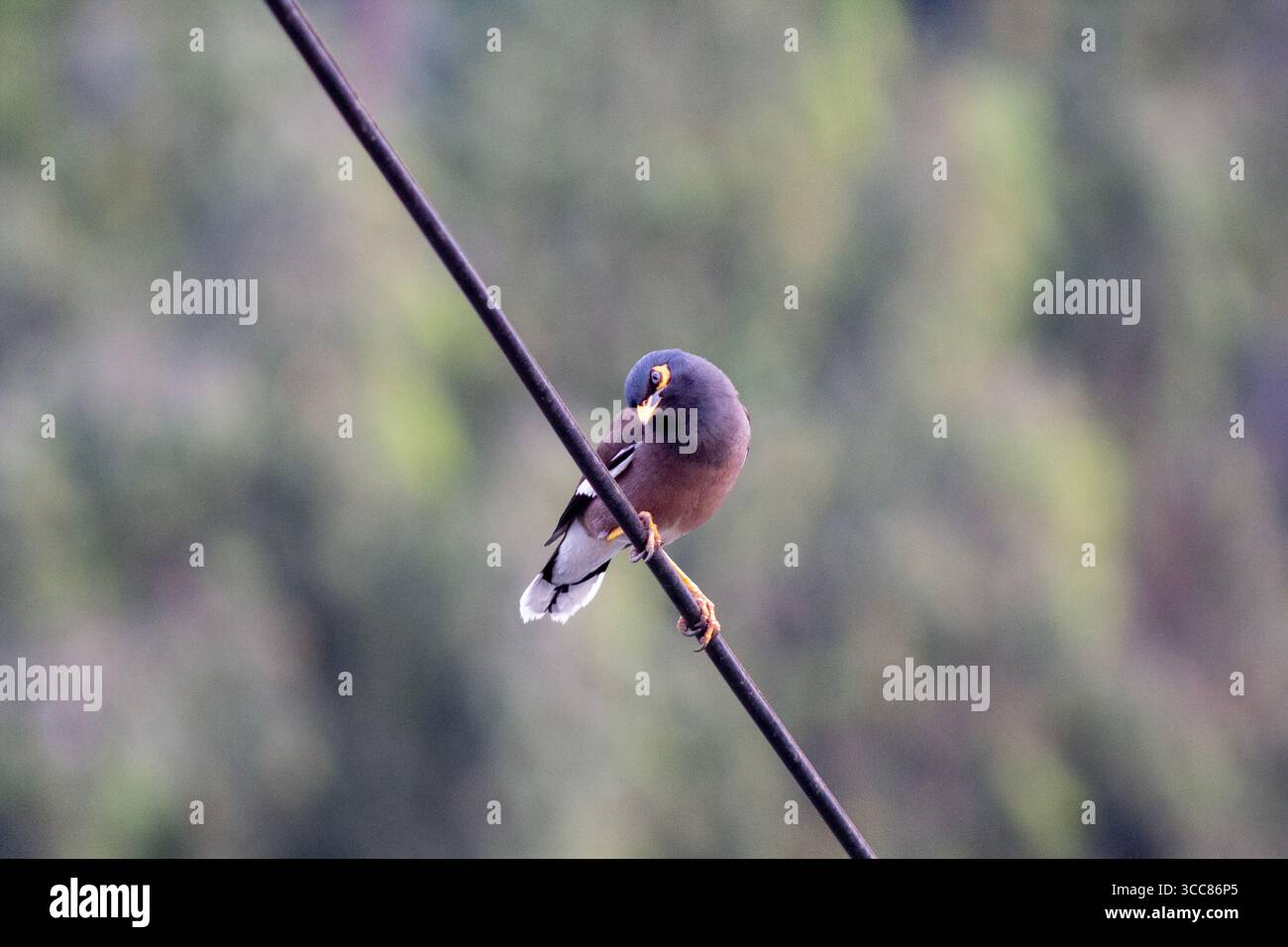 A common myna bird perches on an electric wire with a blurred green background. Its bright yellow beak and eye patch stand out against its brown body. Stock Photo