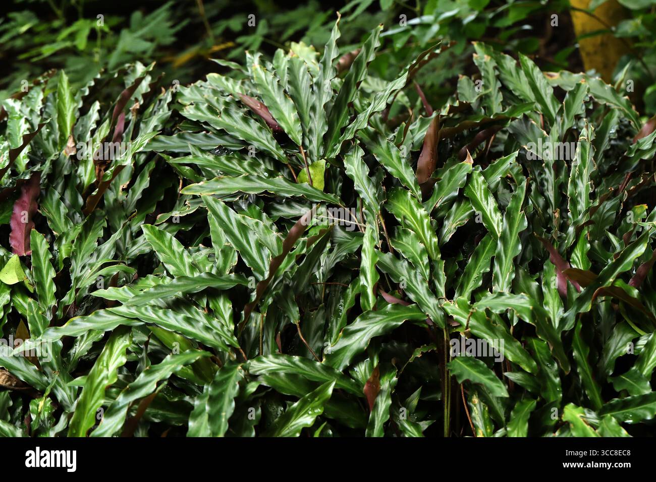 calathea schwarz Goeppertia Dottie main image 1