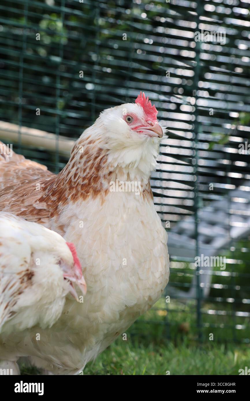 Salmon Faverolles chickens, of French origin, they are docile ...