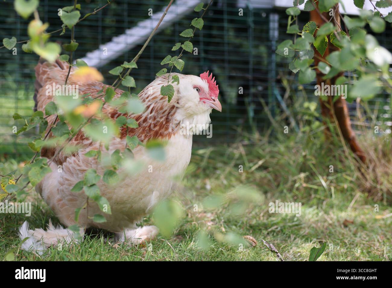 Salmon Faverolles chickens, of French origin, they are docile ...