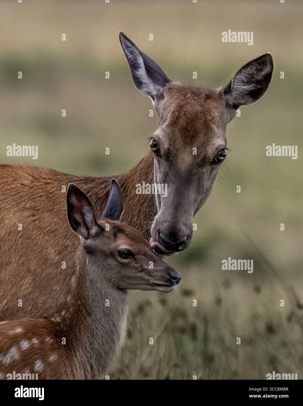 Red Deer Hind and Calf Stock Photo - Alamy