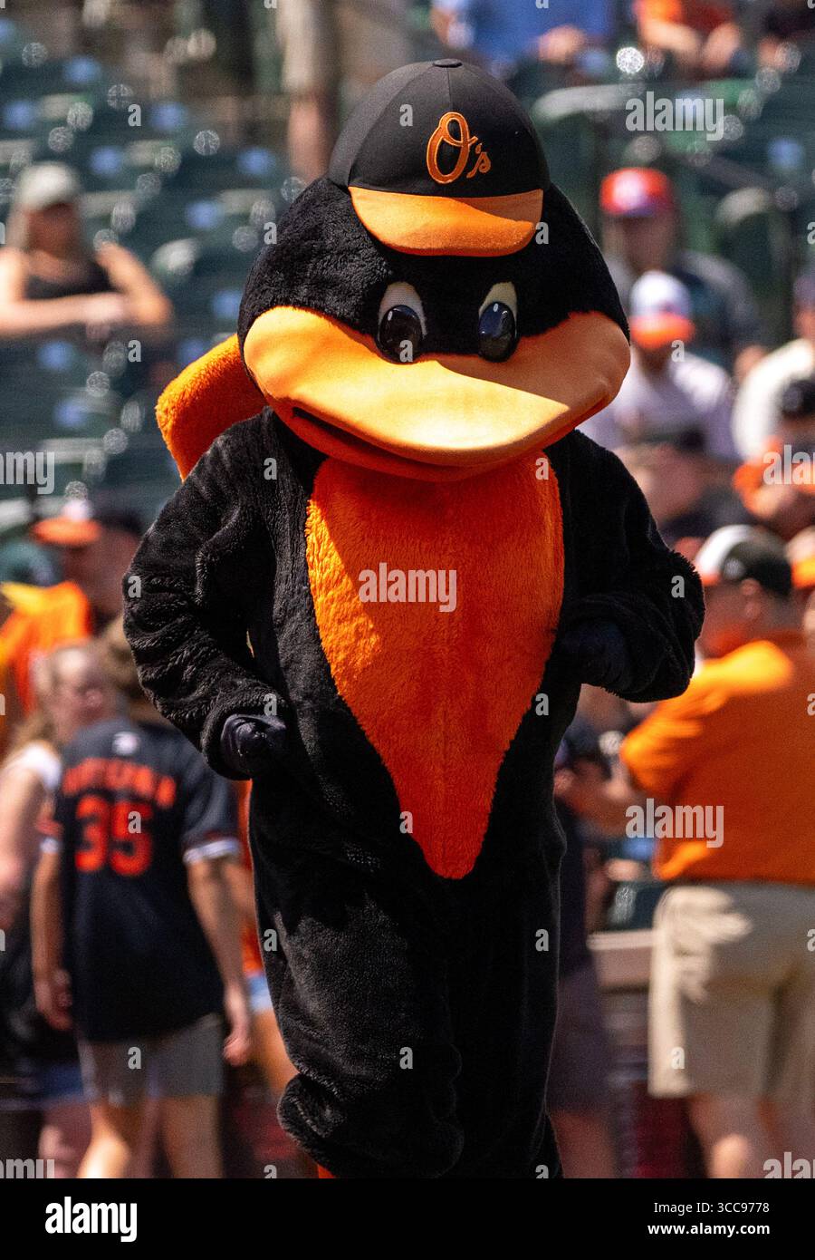 BALTIMORE, MD - AUGUST 10: Orioles mascot before a MLB game between the ...