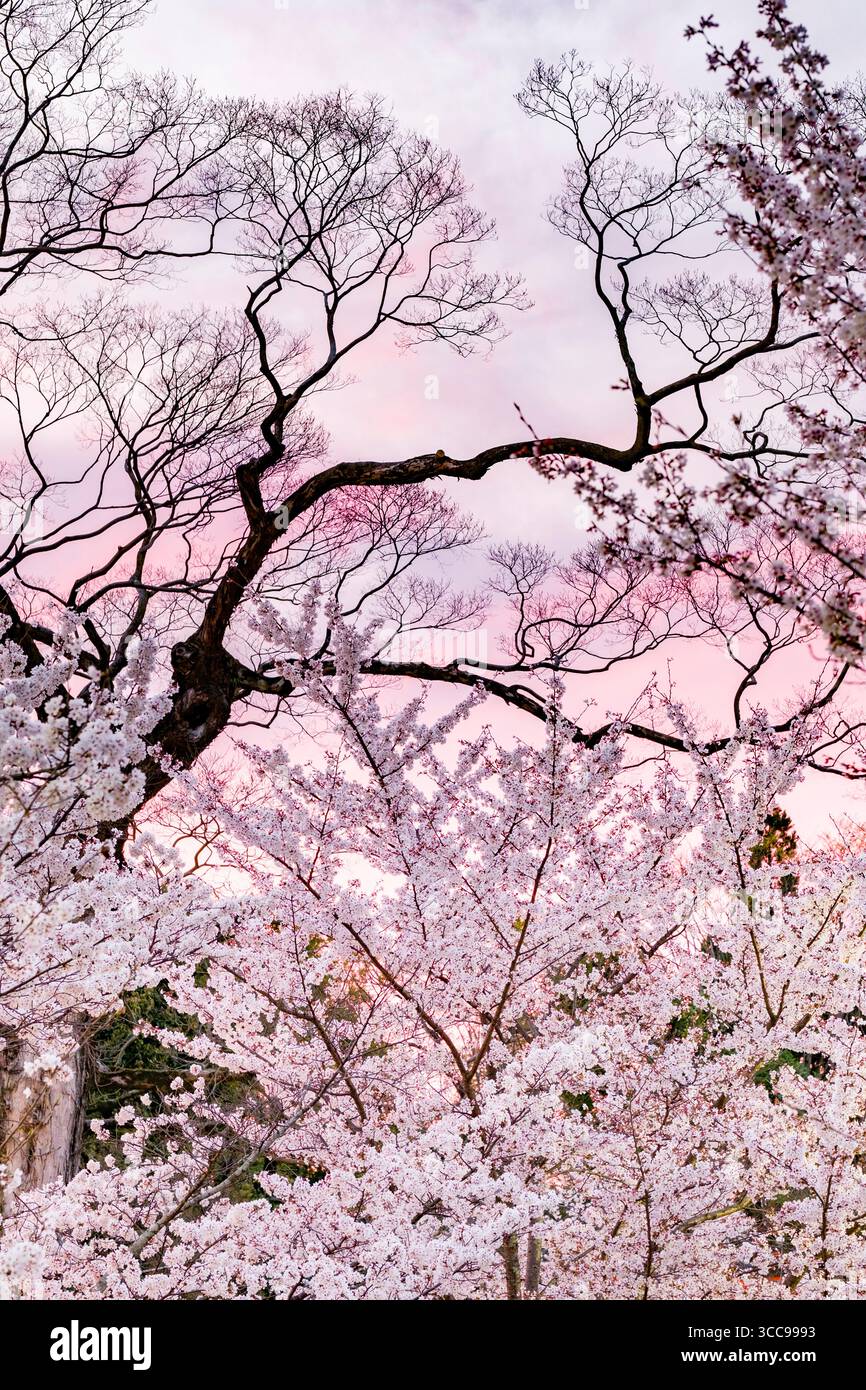 Japanese cherry blossoms sunset hi-res stock photography and images - Alamy