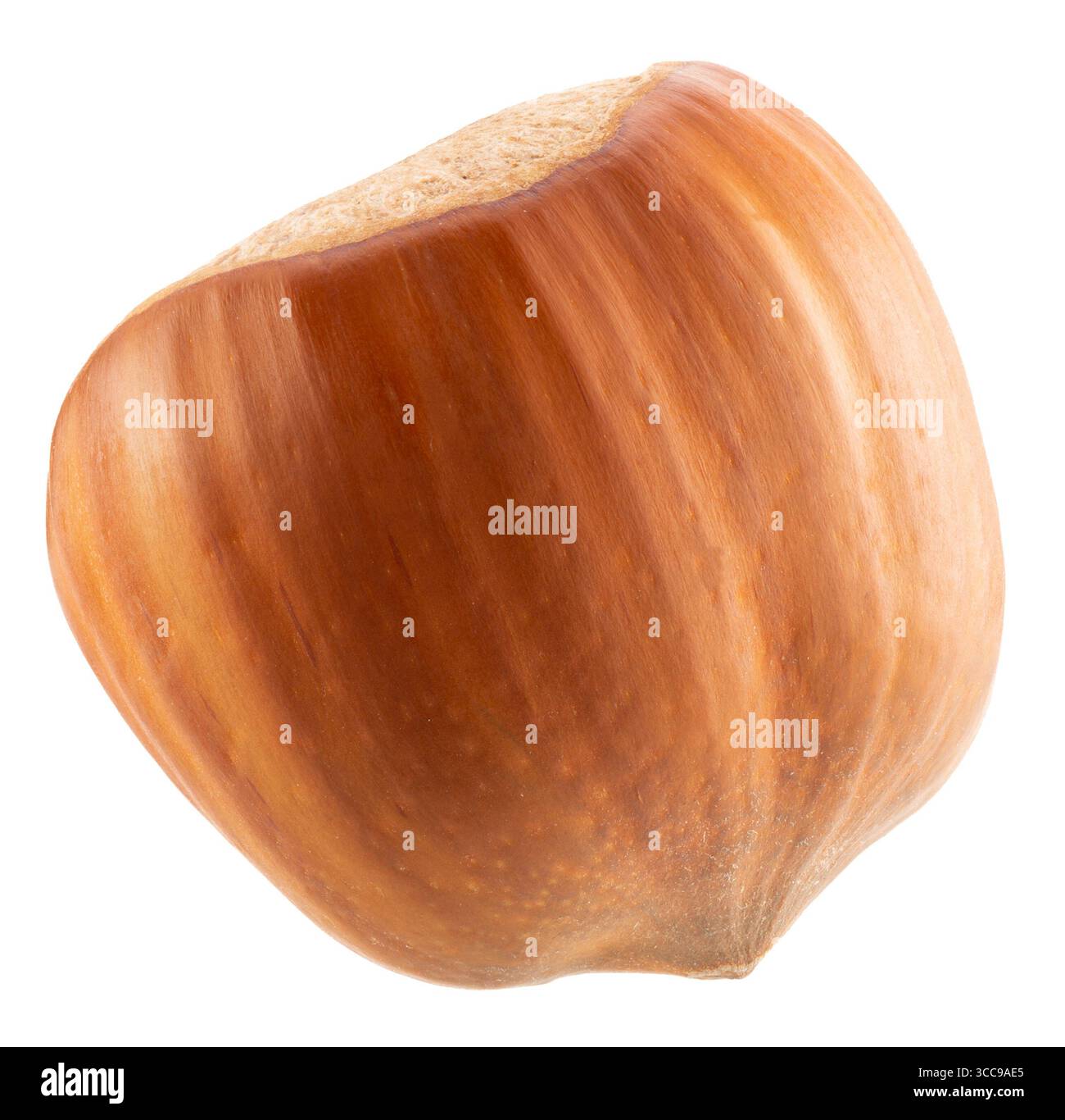 hazelnuts in shell isolated on a white background. Stock Photo