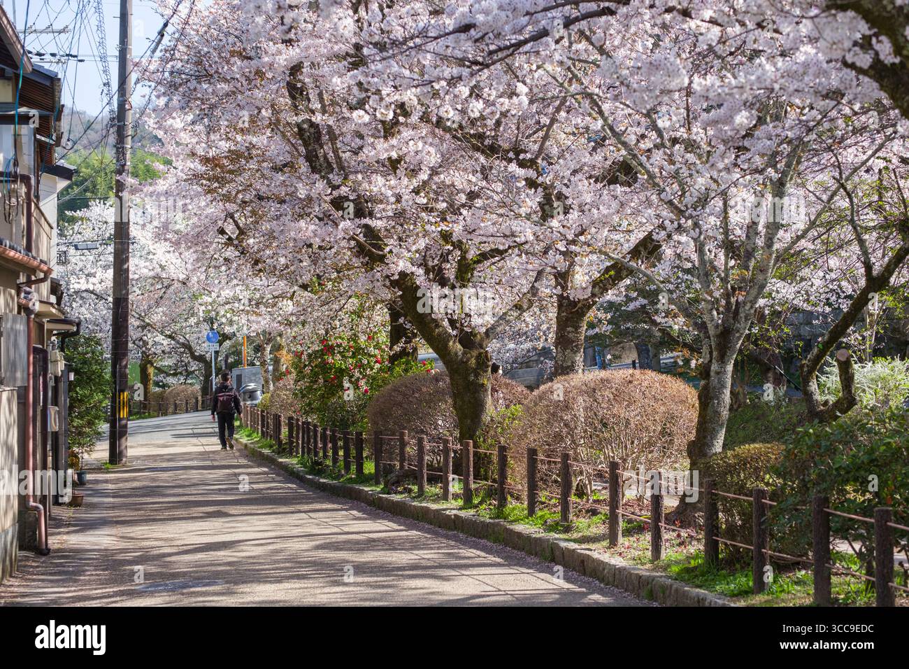 Beautiful Japanese cherry trees in full bloom along the philosopher’s ...