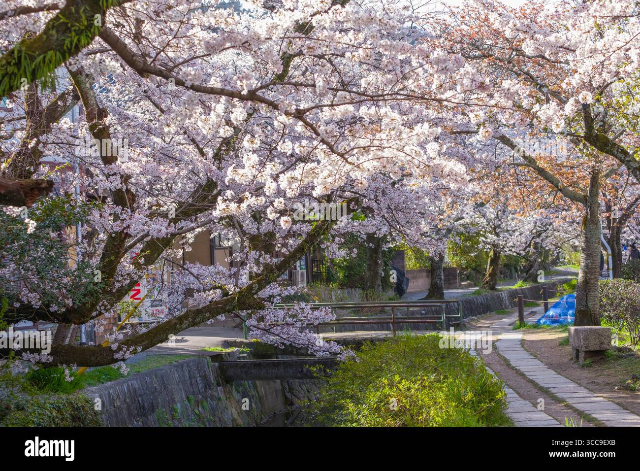 Beautiful Japanese cherry trees in full bloom along the philosopher’s ...