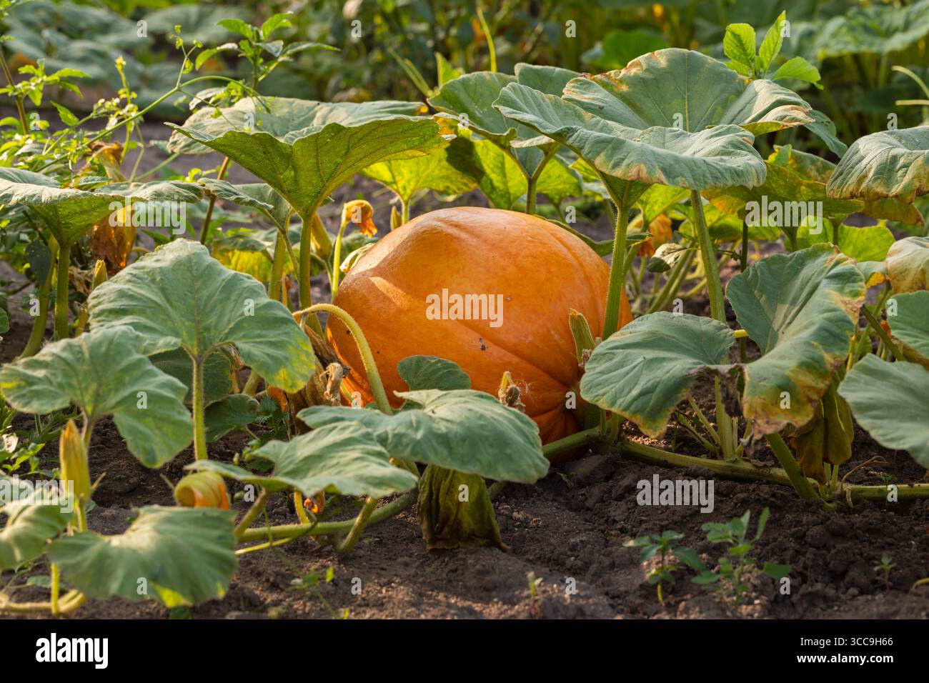 Pumpkin Is Ripe Farm fresh pumpkin ready to pick hi-res stock photography and images ...