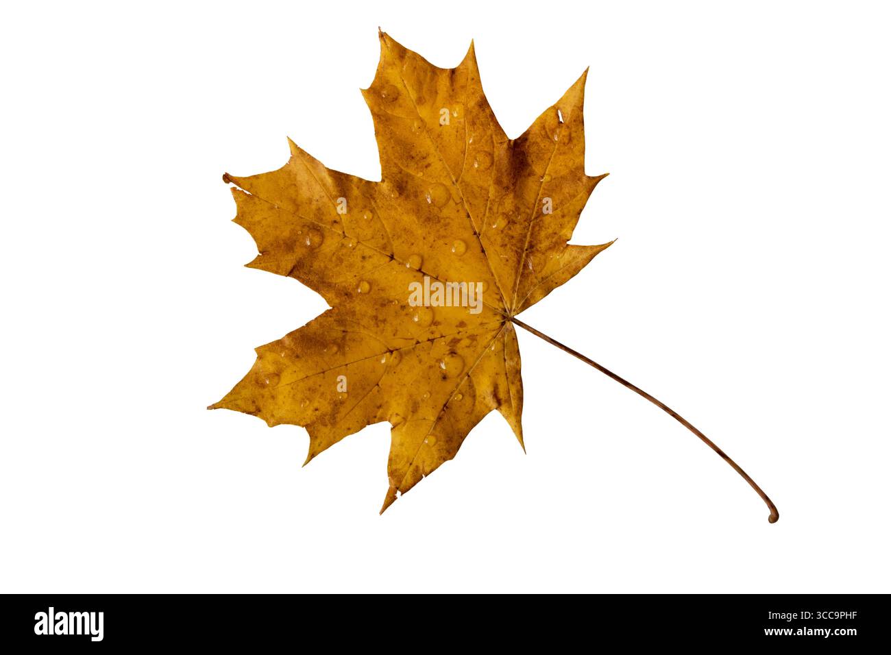 Brown autumn maple leaf covered with fresh raindrops isolated on white background. Symbol of fall, moisture, freshness, and seasonal change. Stock Photo