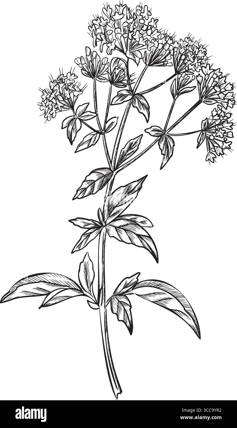 Oregano plant graphic illustration. Blooming Marjoram. Hand drawn ink sketch of aromatic culinary and medicinal herb. For product packaging, kitchen Stock Vector