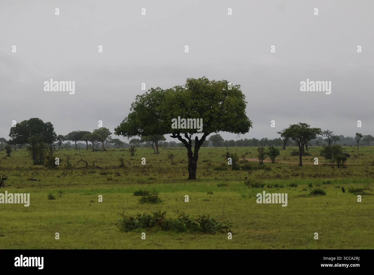 Savannah grassland vegetation hi-res stock photography and images - Alamy