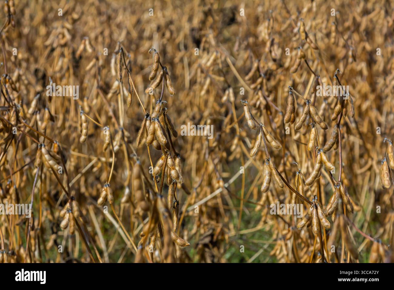 Golden soybean plants stand hi-res stock photography and images - Alamy