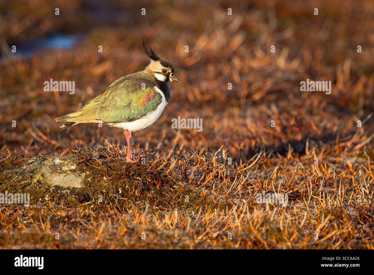 Northern lapwing (Vanellus vanellus) standing in warm light on open moorland showing irridescent colours in its plumage - Stock Image