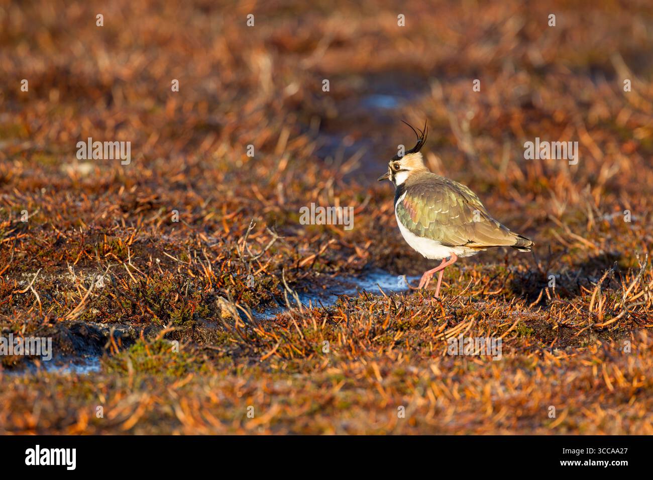 Northern lapwing (Vanellus vanellus) standing in warm light on open moorland near pools of water showing irridescent colours in its plumage - Stock Image