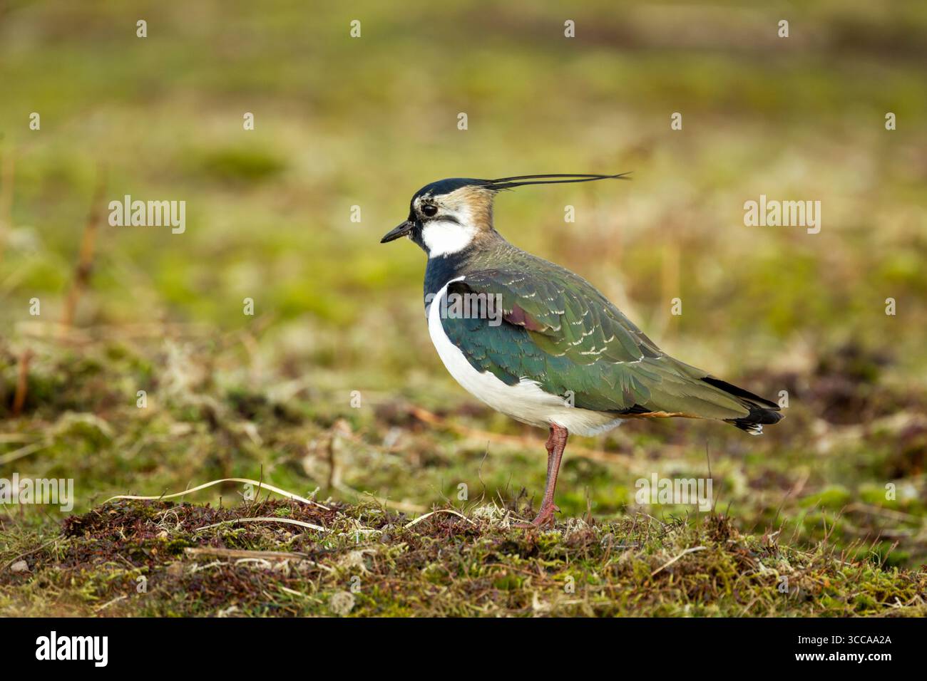 Northern lapwing (Vanellus vanellus) standing among mosses and grasses on open moorland showing irridescent colours in its plumage - Stock Image
