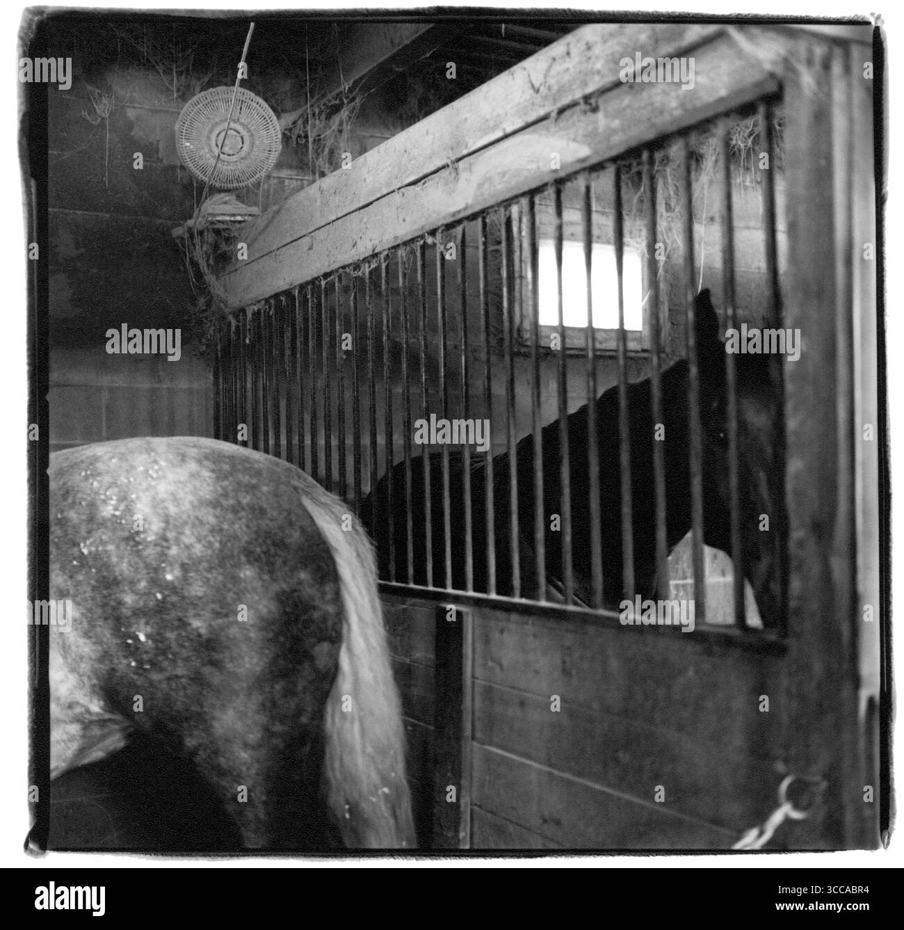 Horses in stable Cut Out Stock Images Pictures Alamy