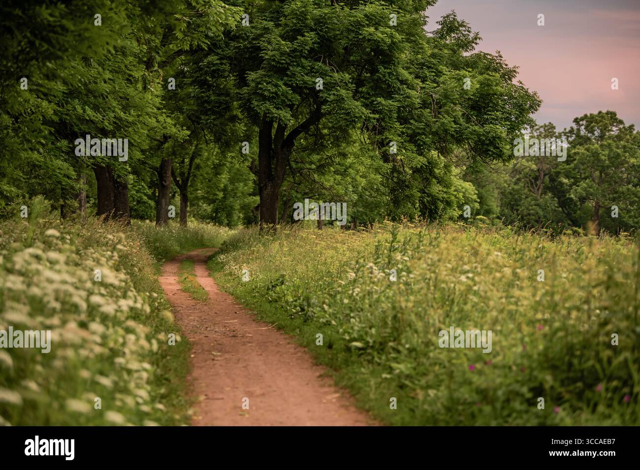 dirt path winds through an old park on a summer evening. Stock Photo
