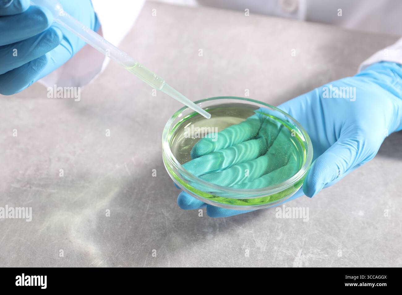 Scientist holding Petri dish with sample and pipette at grey table in ...