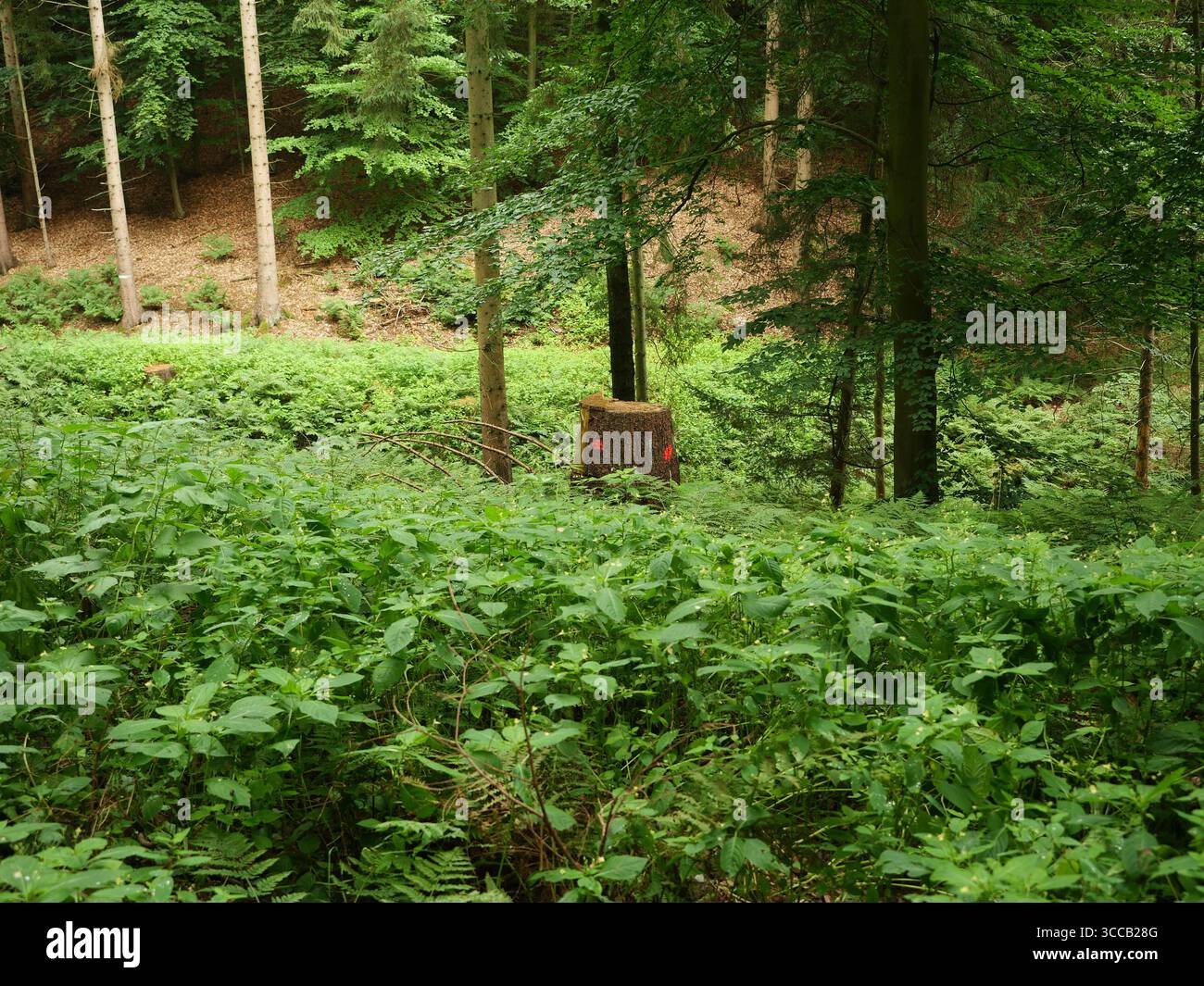 Tree stump with two red dots on clearing. Striking marking after logging. Copyspace Stock Photo