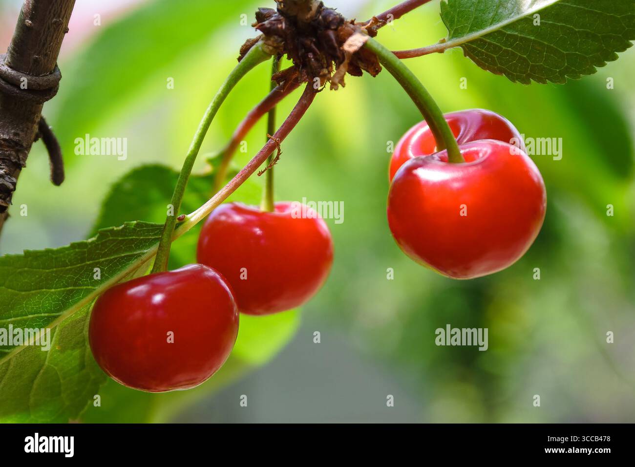 delicious red cherries in the countryside garden. fresh organic cherry in summer. ripe sweet fruit among green leaves on the branch. raw juicy food fu Stock Photo