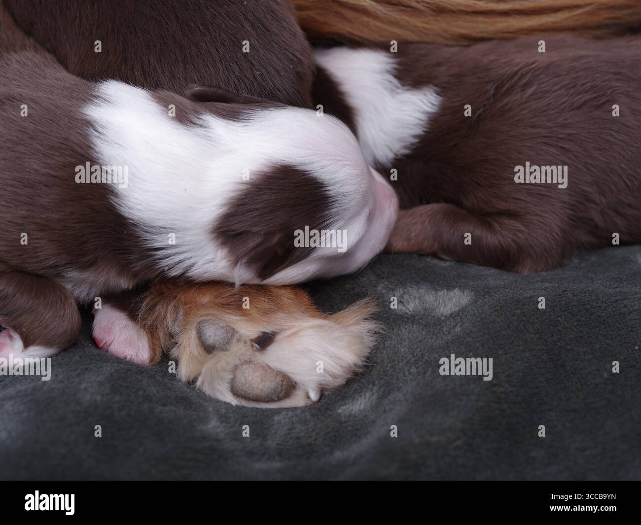 Two puppies are sleeping on a blanket Stock Photo - Alamy