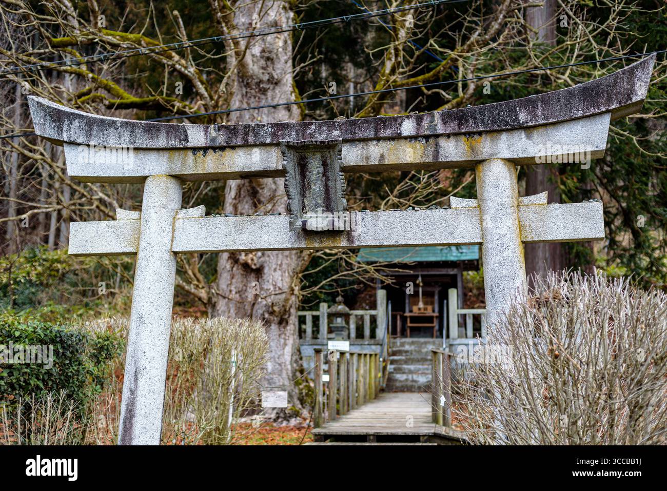 A weathered torii gate leading to a small Japanese shrine, surrounded ...