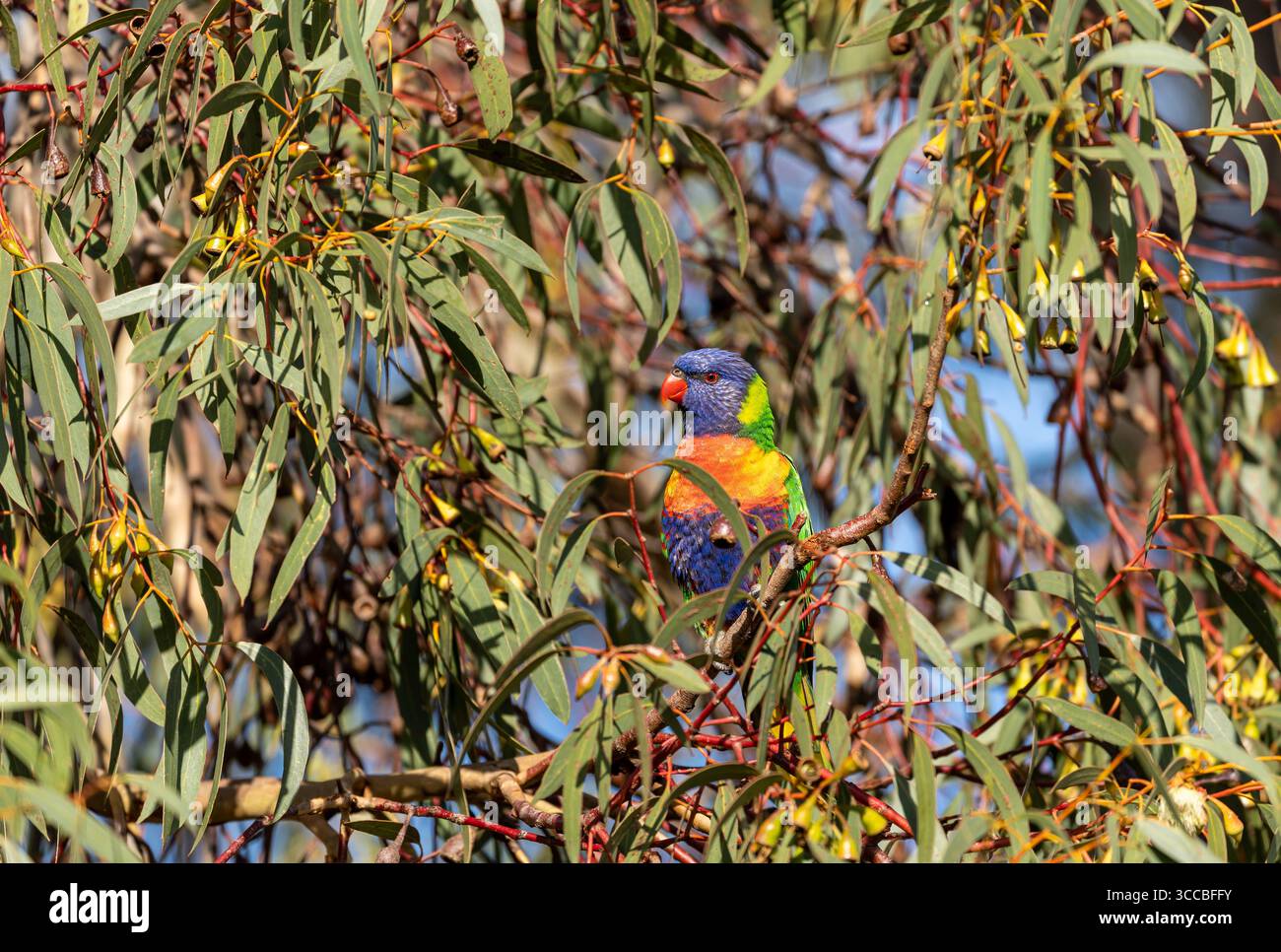 The rainbow lorikeet, Trichoglossus moluccanus is a species of parrot ...