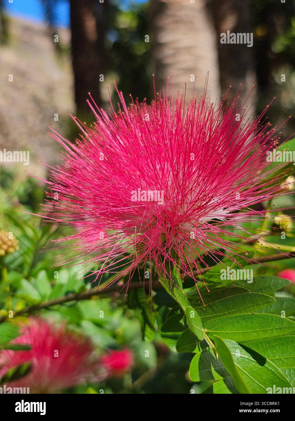 Bloom where you are planted - Smartphone Captured Stock Image